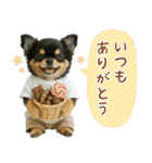 ポジティブな気持ちを伝える☆黒チワワ（個別スタンプ：4）