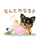 ポジティブな気持ちを伝える☆黒チワワ（個別スタンプ：7）