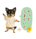 ポジティブな気持ちを伝える☆黒チワワ（個別スタンプ：8）