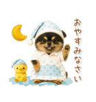 ポジティブな気持ちを伝える☆黒チワワ（個別スタンプ：12）