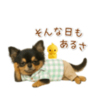 ポジティブな気持ちを伝える☆黒チワワ（個別スタンプ：13）