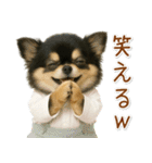 ポジティブな気持ちを伝える☆黒チワワ（個別スタンプ：20）