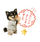 ポジティブな気持ちを伝える☆黒チワワ（個別スタンプ：21）
