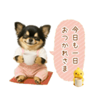 ポジティブな気持ちを伝える☆黒チワワ（個別スタンプ：24）