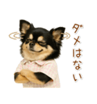 ポジティブな気持ちを伝える☆黒チワワ（個別スタンプ：33）