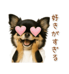 ポジティブな気持ちを伝える☆黒チワワ（個別スタンプ：34）
