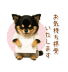 ポジティブな気持ちを伝える☆黒チワワ（個別スタンプ：36）