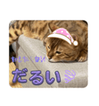 おちょらスタンプ No.1（個別スタンプ：4）