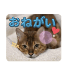 おちょらスタンプ No.1（個別スタンプ：6）
