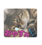 おちょらスタンプ No.1（個別スタンプ：7）