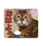 おちょらスタンプ No.1（個別スタンプ：8）