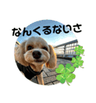 ちわぷーらぶ10（個別スタンプ：3）