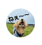 ちわぷーらぶ10（個別スタンプ：5）
