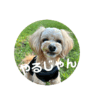 ちわぷーらぶ10（個別スタンプ：13）