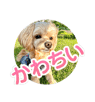 ちわぷーらぶ10（個別スタンプ：28）