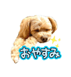 ちわぷーらぶ10（個別スタンプ：37）