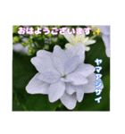 初夏 6月の山野草で ご挨拶（個別スタンプ：1）