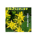 初夏 6月の山野草で ご挨拶（個別スタンプ：2）