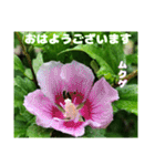 初夏 6月の山野草で ご挨拶（個別スタンプ：4）