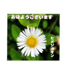 初夏 6月の山野草で ご挨拶（個別スタンプ：5）