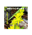 初夏 6月の山野草で ご挨拶（個別スタンプ：6）