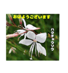 初夏 6月の山野草で ご挨拶（個別スタンプ：7）