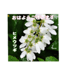 初夏 6月の山野草で ご挨拶（個別スタンプ：8）