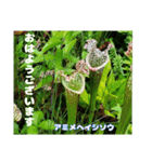 初夏 6月の山野草で ご挨拶（個別スタンプ：9）