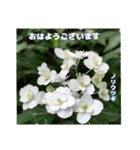 初夏 6月の山野草で ご挨拶（個別スタンプ：10）