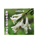 初夏 6月の山野草で ご挨拶（個別スタンプ：11）