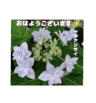 初夏 6月の山野草で ご挨拶（個別スタンプ：12）