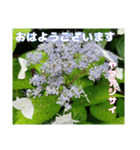 初夏 6月の山野草で ご挨拶（個別スタンプ：13）