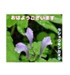 初夏 6月の山野草で ご挨拶（個別スタンプ：14）