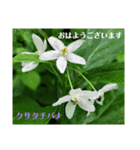 初夏 6月の山野草で ご挨拶（個別スタンプ：15）
