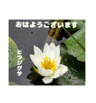 初夏 6月の山野草で ご挨拶（個別スタンプ：16）