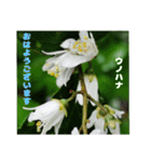 初夏 6月の山野草で ご挨拶（個別スタンプ：17）