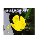 初夏 6月の山野草で ご挨拶（個別スタンプ：19）