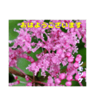 初夏 6月の山野草で ご挨拶（個別スタンプ：20）