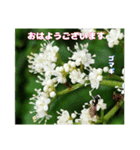 初夏 6月の山野草で ご挨拶（個別スタンプ：21）