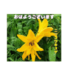 初夏 6月の山野草で ご挨拶（個別スタンプ：22）