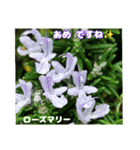 初夏 6月の山野草で ご挨拶（個別スタンプ：23）
