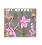 初夏 6月の山野草で ご挨拶（個別スタンプ：24）