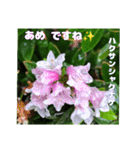 初夏 6月の山野草で ご挨拶（個別スタンプ：25）