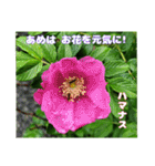 初夏 6月の山野草で ご挨拶（個別スタンプ：27）