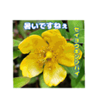初夏 6月の山野草で ご挨拶（個別スタンプ：28）