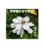初夏 6月の山野草で ご挨拶（個別スタンプ：30）
