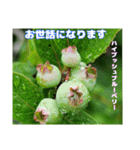 初夏 6月の山野草で ご挨拶（個別スタンプ：31）