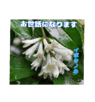 初夏 6月の山野草で ご挨拶（個別スタンプ：32）