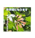 初夏 6月の山野草で ご挨拶（個別スタンプ：33）