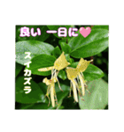 初夏 6月の山野草で ご挨拶（個別スタンプ：35）